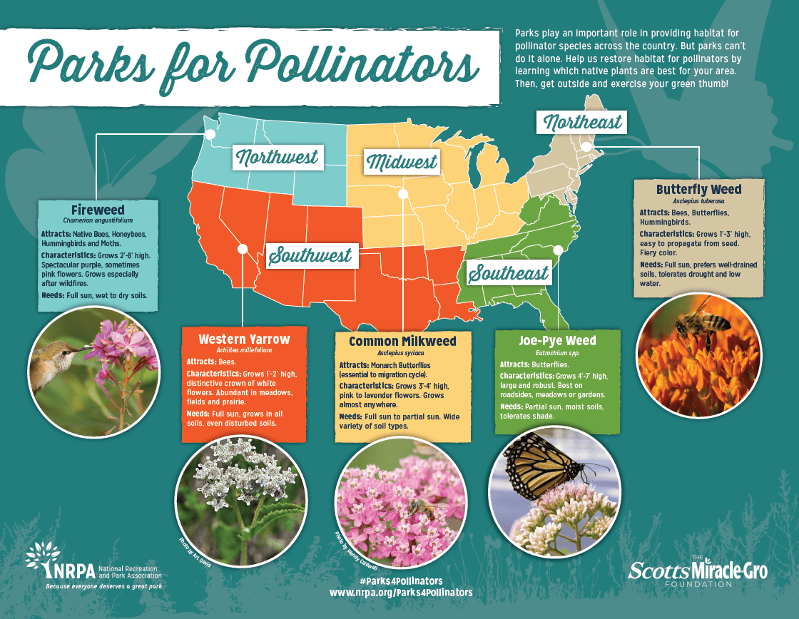 Parks for Pollinators - Infographic showing the 5 regions of the USA. Fireweed, Western Yarrow, Common Milkweed, Joe-Pye Weed, Butterfly Weed