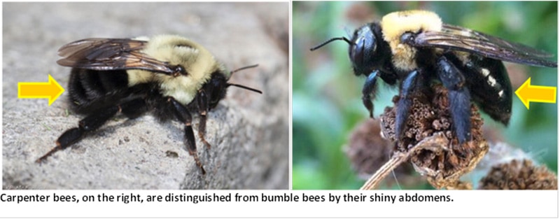 carpenter-bees-vs-bumblebees
