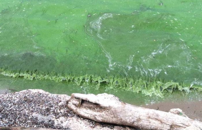 In 2013, 2,000 residents of Carroll Township, Ohio, were left without access to safe drinking water due to the algal blooms that formed on their shores.