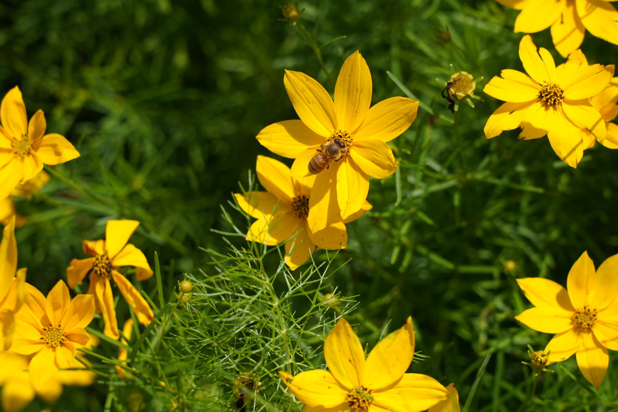 how-to-bring-biodiversity-into-your-garden-scottsmiracle-gro-let-s