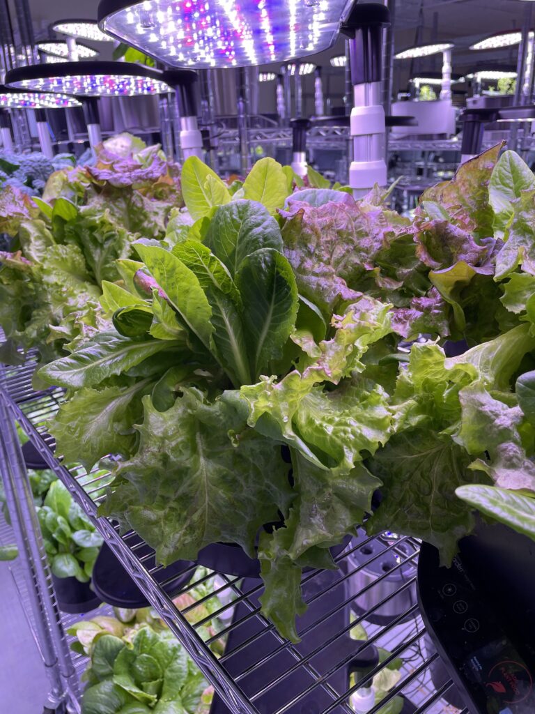 Leafy produce growing in AeroGarden unit