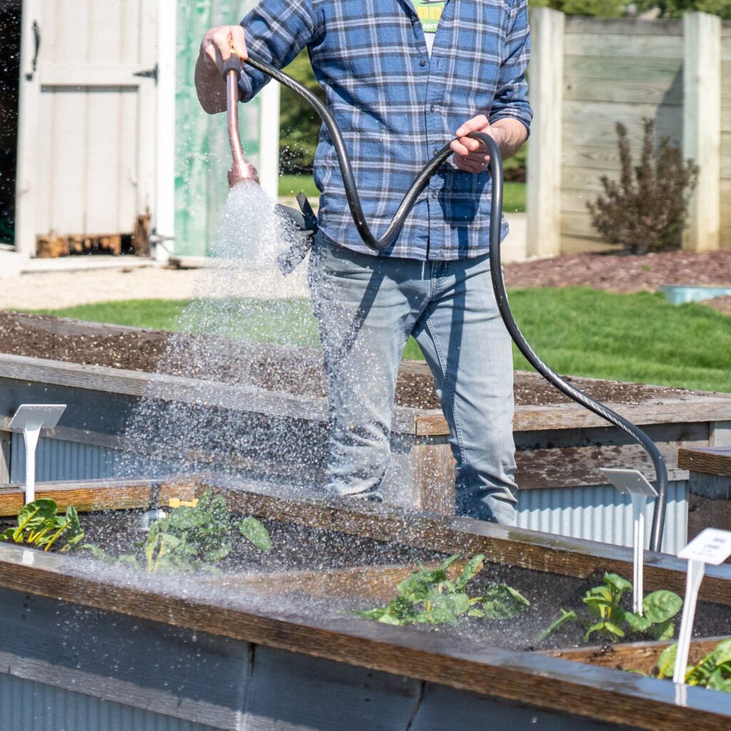 Photo of a person holding a hose and spraying green plants and soil in a raised garden bed